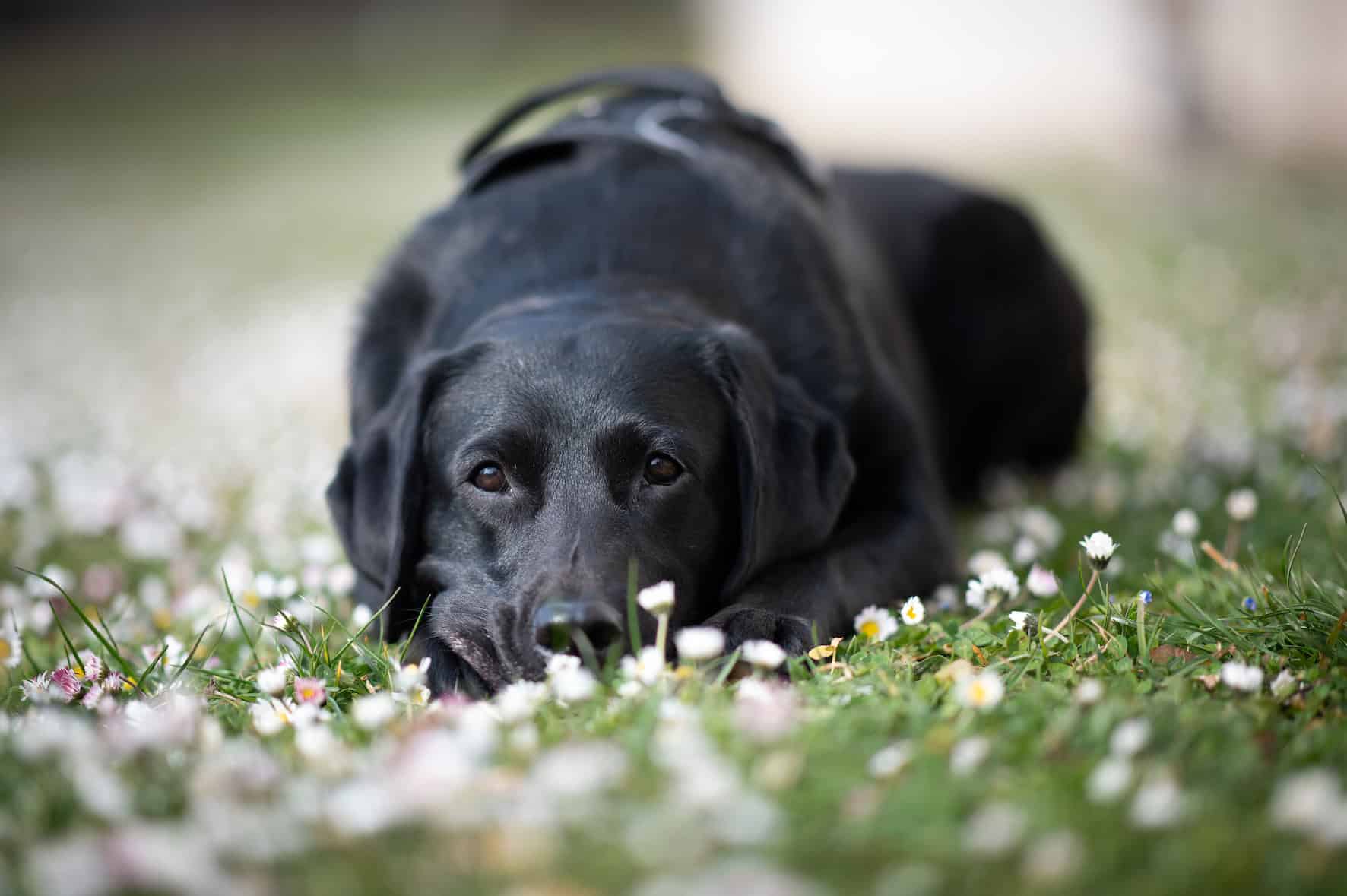 flummi-happy-spring-alleine-bleiben-hund-challenge