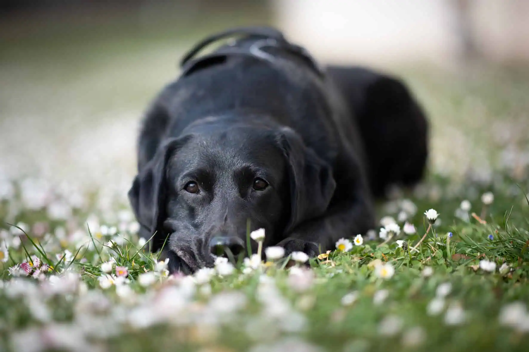 flummi-happy-spring-alleine-bleiben-hund-challenge