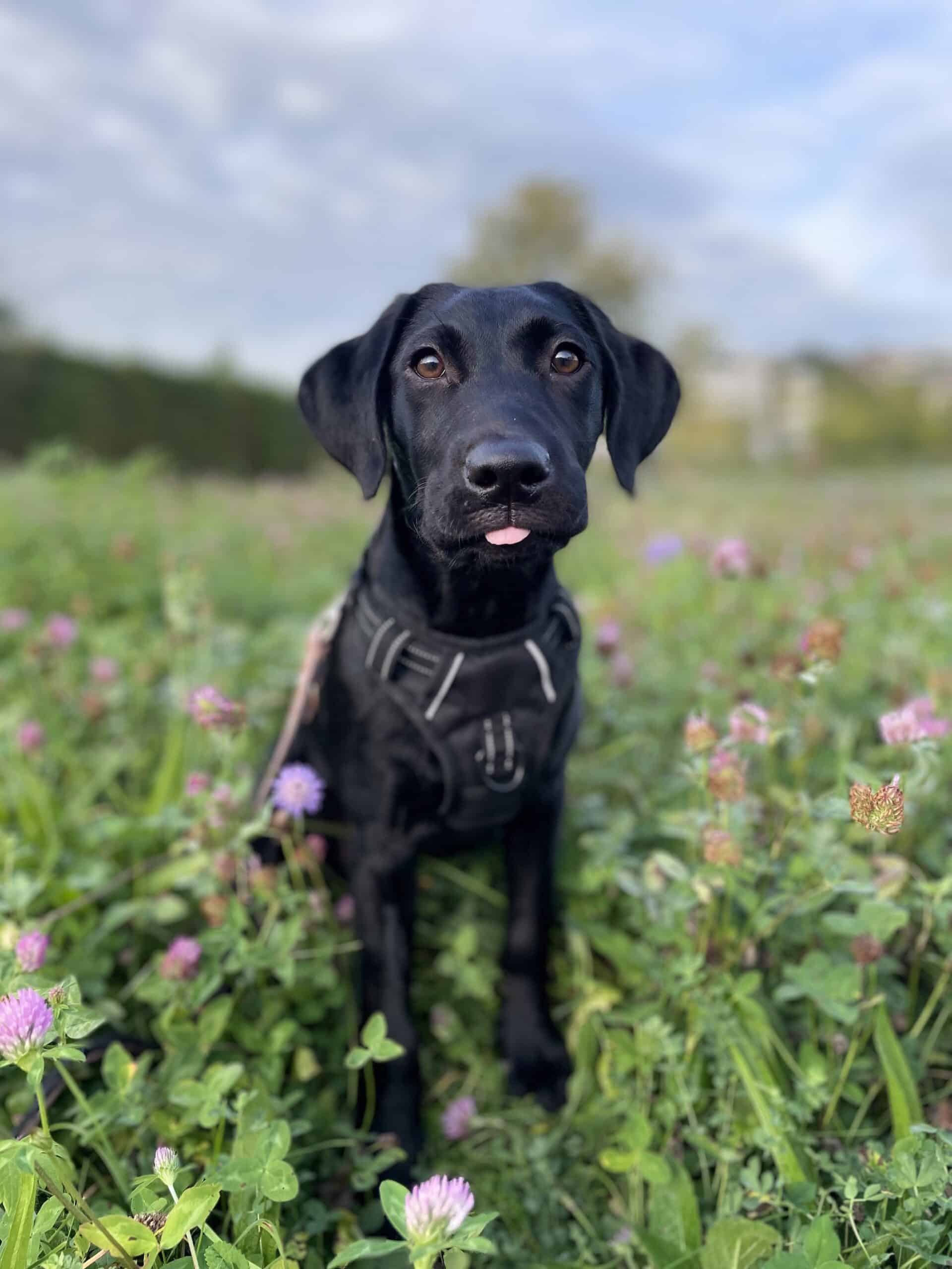 Ruby-Frühling-hund-alleine-bleiben-training