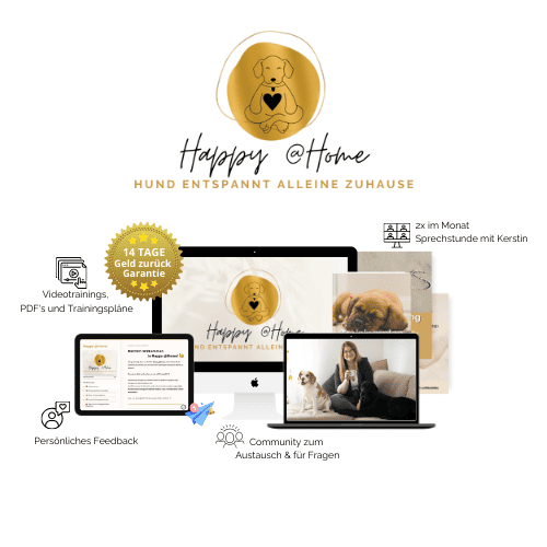 hund-alleine-lassen-online-programm-trennungsstress