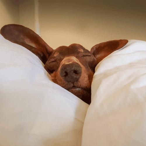 hund-entspannt-alleine-zuhause