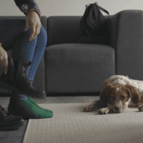 hund-trennung-schuhe-alleine-bleiben