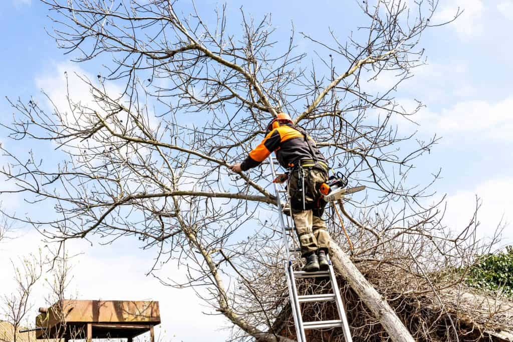 Man priming a tree in Calgary, Alberta to avoid damaging his roof