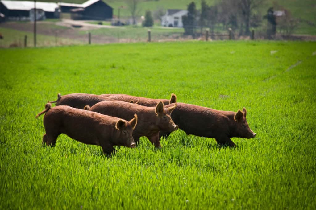Marksbury Farm Lifestyle Photos Pigs in a field