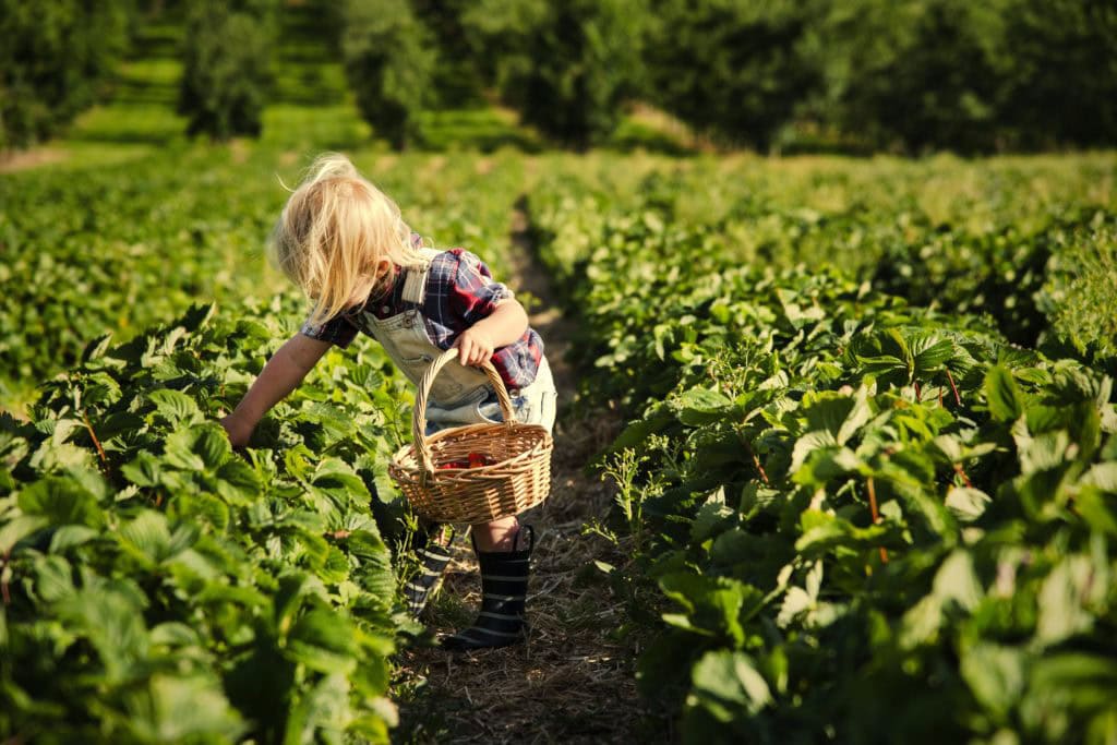 Kid in strawberry farm Boy picking strawberries in a field