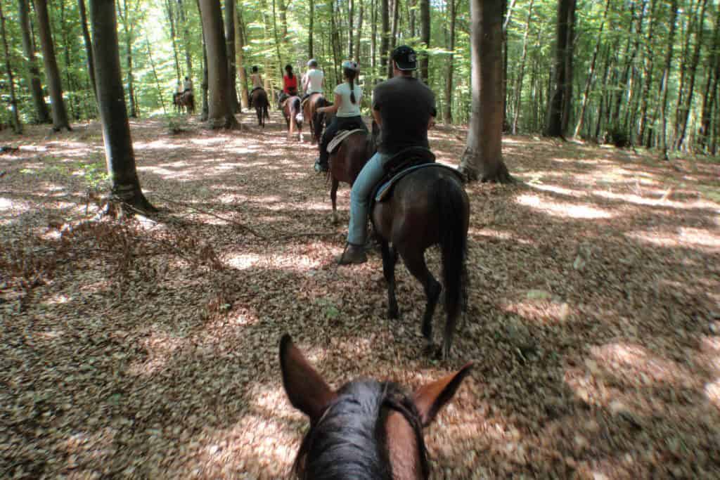 OLYMPUS DIGITAL CAMERA People horseback riding through the forest