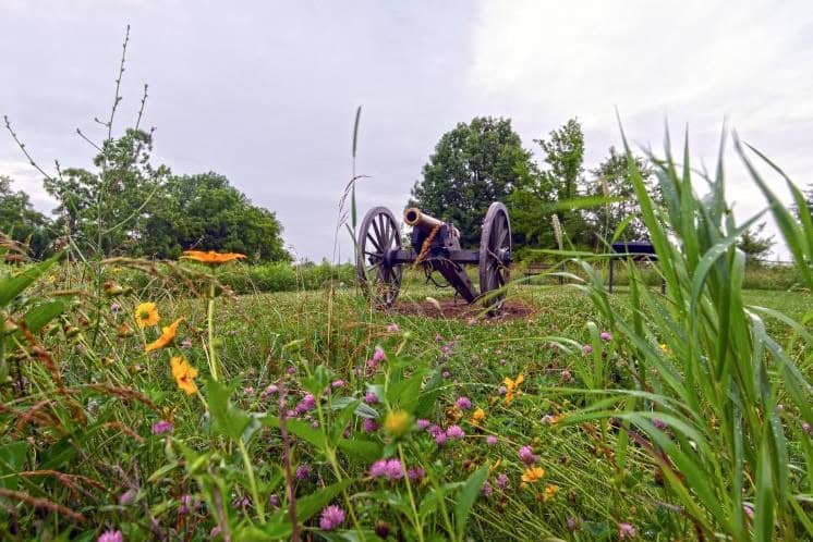 perryville3-2 An old cannon in a field of flowers