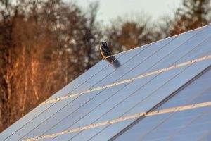 Interested in Solar? The Right Company Makes All the Difference