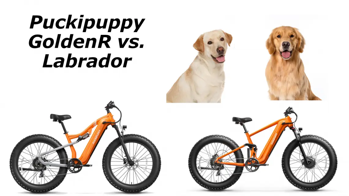 Puckipuppy GoldenR and Labrador