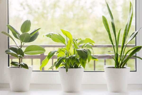Three potted plants sit on a windowsill against a bright, blurred outdoor background.