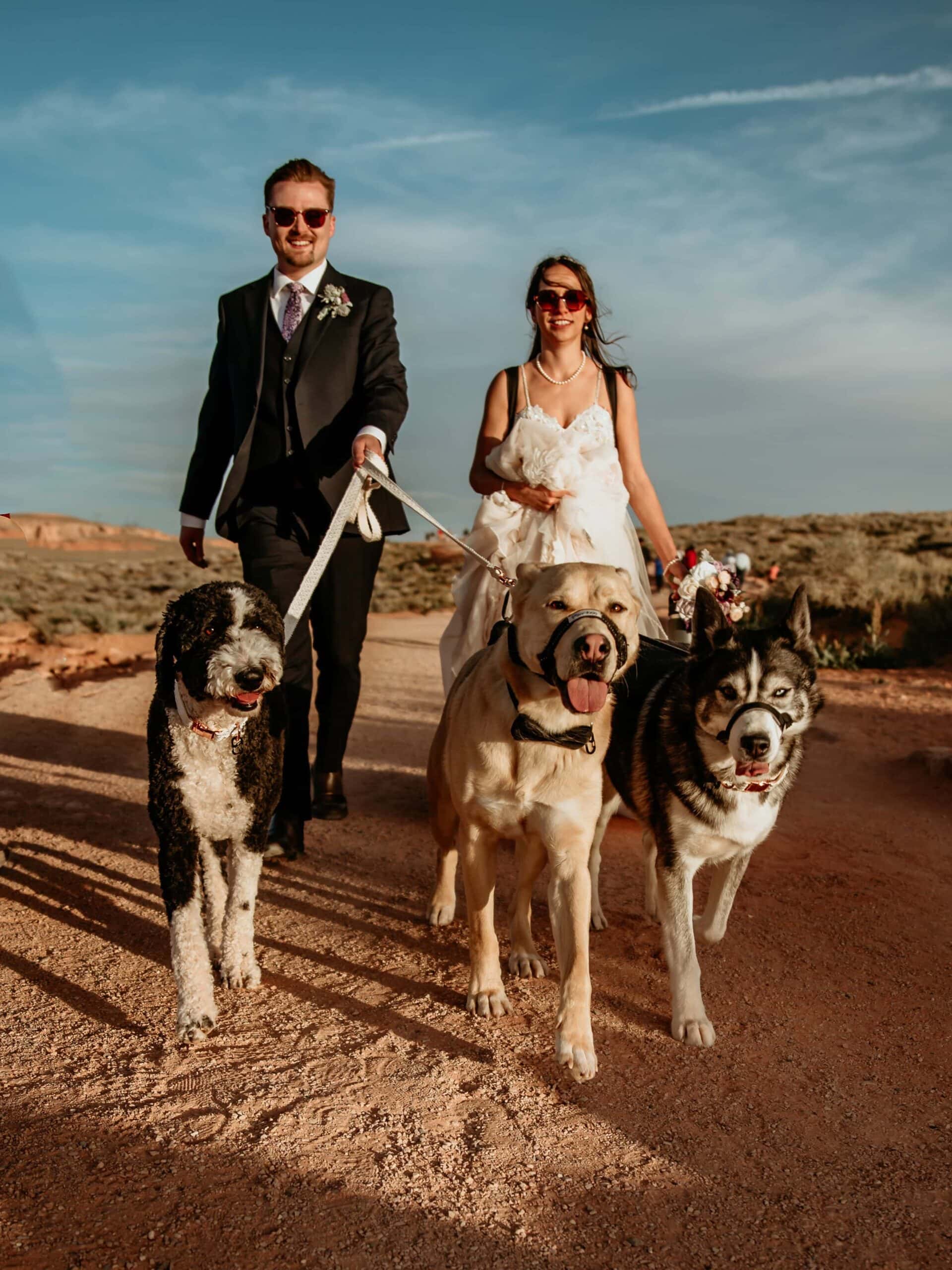 couple walking their three large pups in wedding attire by Arizona elopement photographer Stratus Adventure Photography