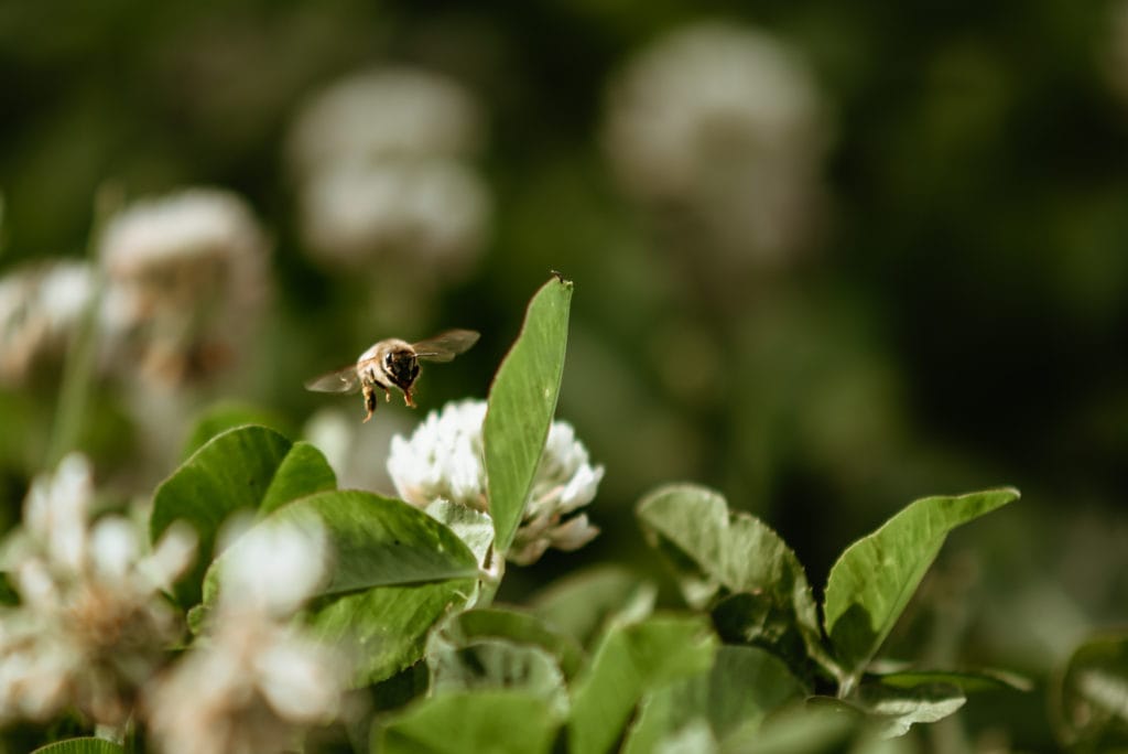 Bumblebee hovering over clovers at an Agritopia Farms wedding