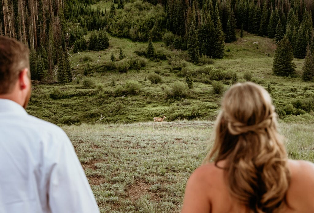 couple watching a deer on the mountain during their elopement