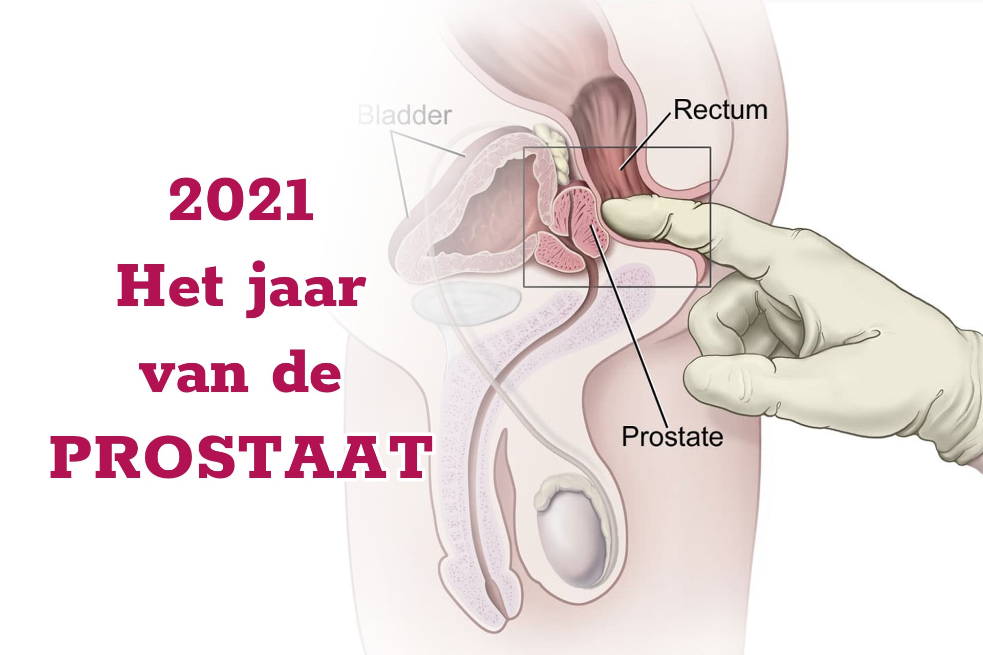 Lessen in prostaat plezier les 4: Je prostaat stimuleren | Tess Tesst