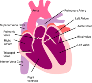 Your Heart and Heart Disease