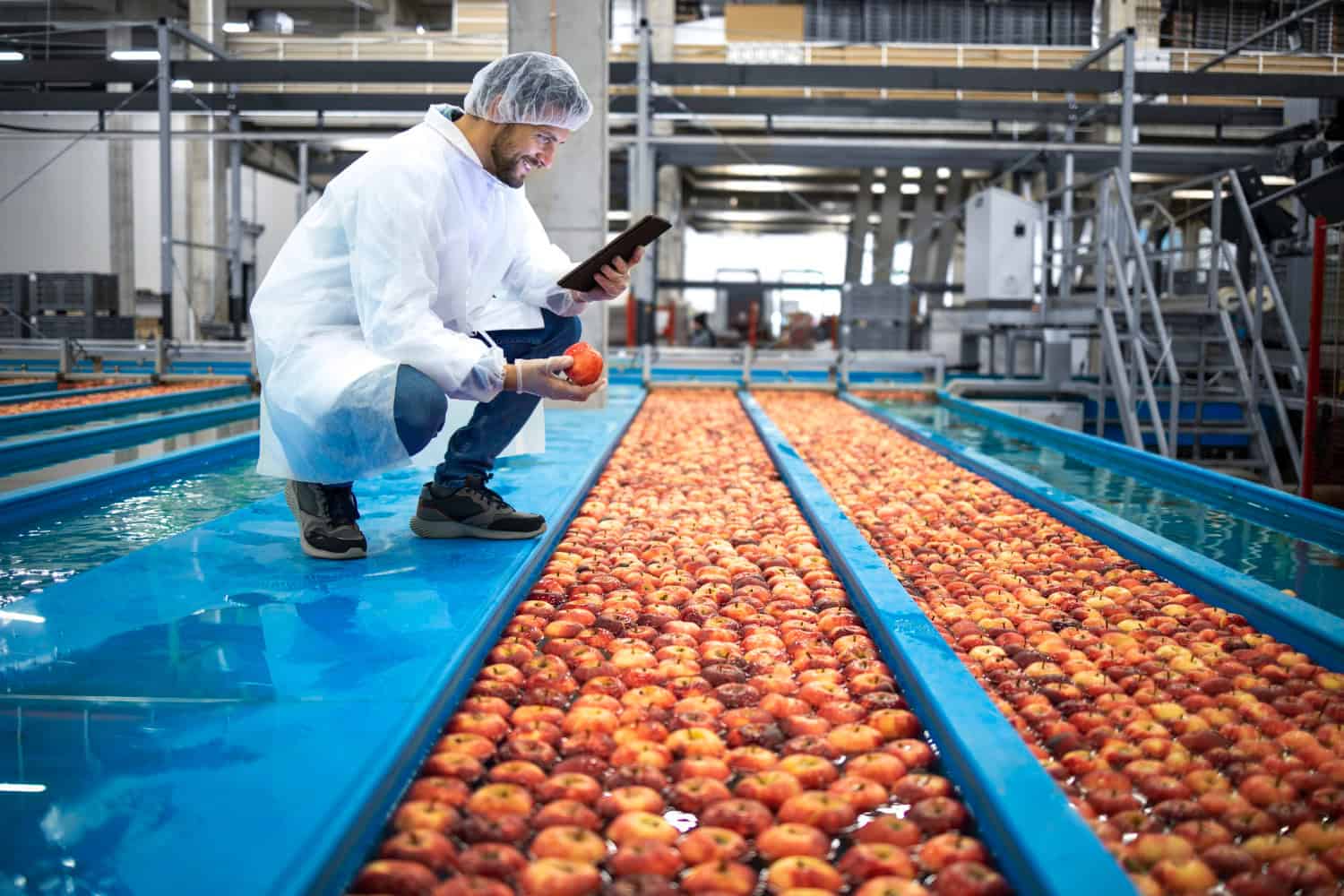 A food production facility worker stands above a rover of floating apples in a food production plant. He holds an apple in one hand and a tablet in the other, examining the apple for quality checks.