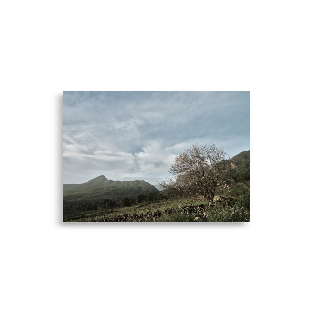 El Póster Camino Virgen del Pino muestra una escena tranquila en la que una montaña a lo lejos se alza bajo un cielo parcialmente nublado. En primer plano, un árbol solitario emerge de un verde frondoso campo, con la llamativa silueta de las montañas de La Palma como telón de fondo.