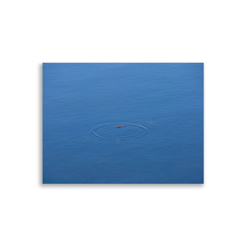 Un sereno Póster hoja sobre agua azul captura la esencia de una roca solitaria que descansa sobre la superficie tranquila de un cuerpo de agua azul en calma, generando ondas que se extienden hacia afuera en círculos concéntricos, que recuerdan las pacíficas costas de La Palma.
