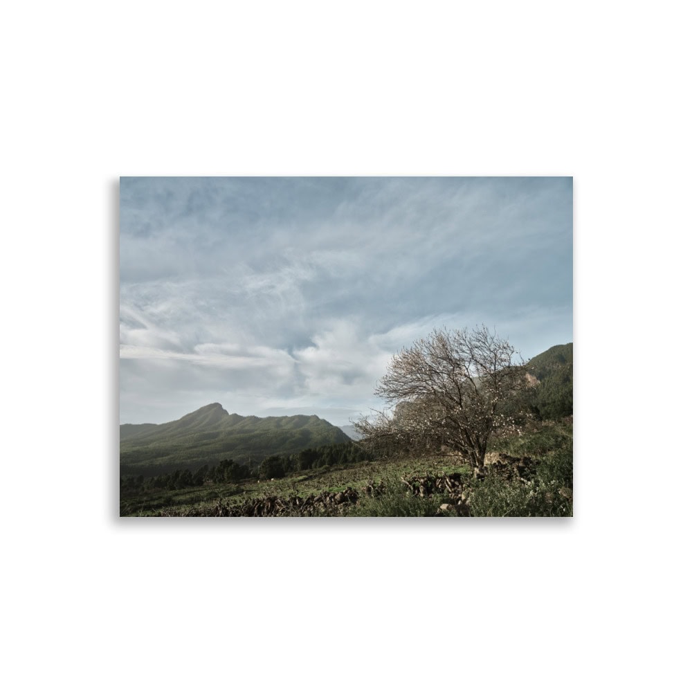Experimente la belleza tranquila del Póster Camino Virgen del Pino, que muestra un árbol tranquilo en un vasto campo con grandes montañas recortadas contra un cielo azul lleno de nubes dispersas. Explore esta impresionante obra de arte y más de Volcanica Productions, disponibles como impresiones a través de nuestra Tienda Online.