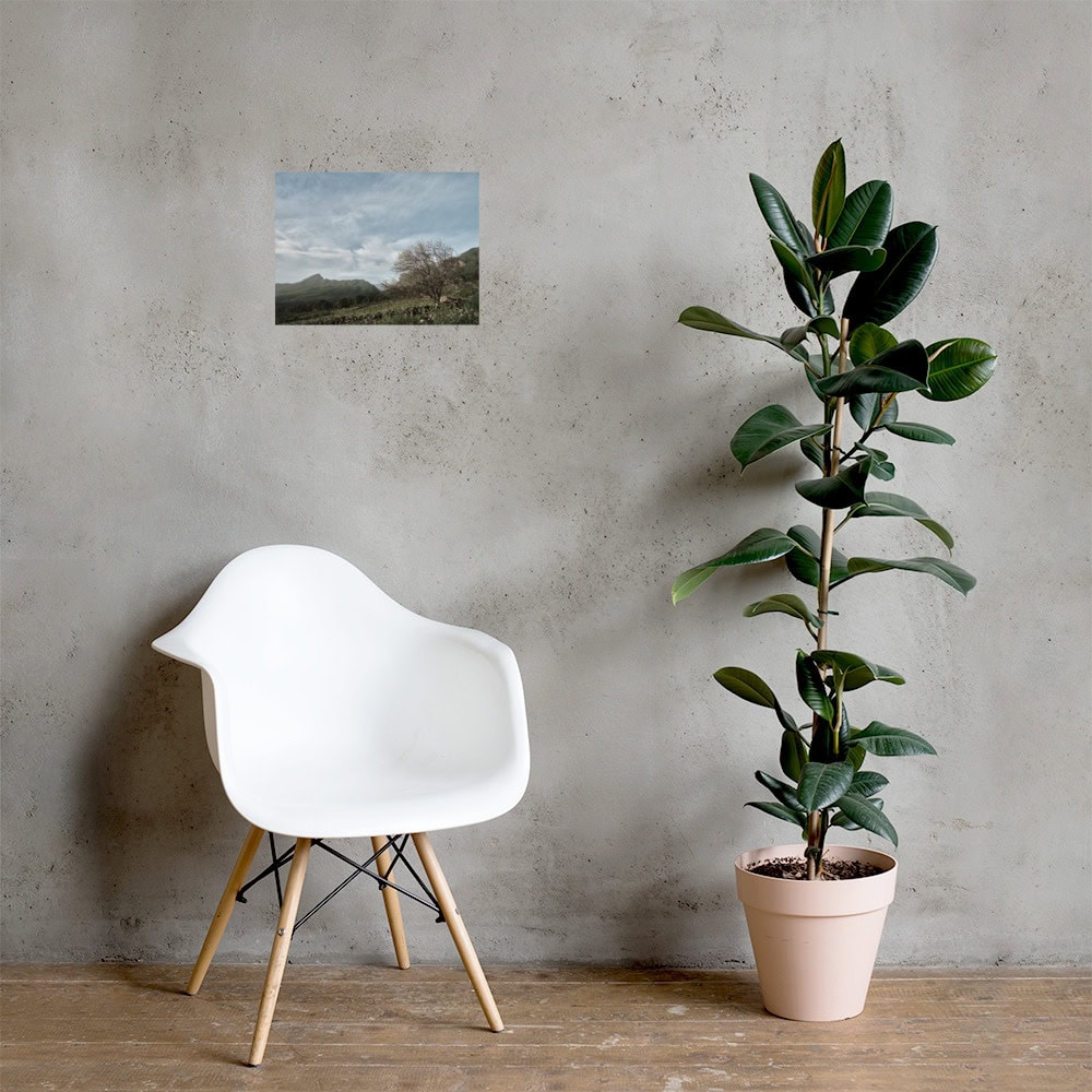 Una silla moderna de color blanco reposa sobre una pared neutra adornada con un pequeño volumen del Póster Camino Virgen del Pino. Junto a ella, una alta planta de caucho en maceta adorna el suelo de madera, fusionando elegancia y naturaleza en un diseño armonioso.
