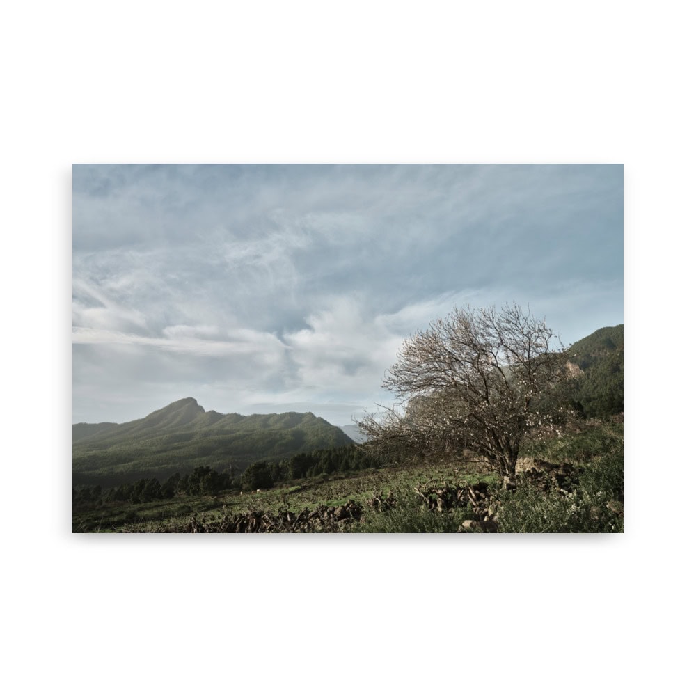 El cartel "Camino Virgen del Pino" captura un árbol solitario y sin hojas en un extenso campo verde bajo un cielo nublado de La Palma, con escarpadas montañas que proporcionan un impresionante telón de fondo, evocando soledad y belleza natural.