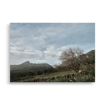 Un árbol solitario se alza sobre un campo de hierba bajo un cielo nublado, enmarcado por montañas lejanas. Este paisaje tranquilo y abierto, que evoca las vistas pacíficas de La Palma, captura hermosamente el esplendor de la naturaleza, una escena que podría complementar perfectamente la visión artística detrás del Póster Camino Virgen del Pino de Volcanica Productions.