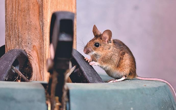 Mice Pest Control - How To Identify &Amp; Get Rid Of Mice