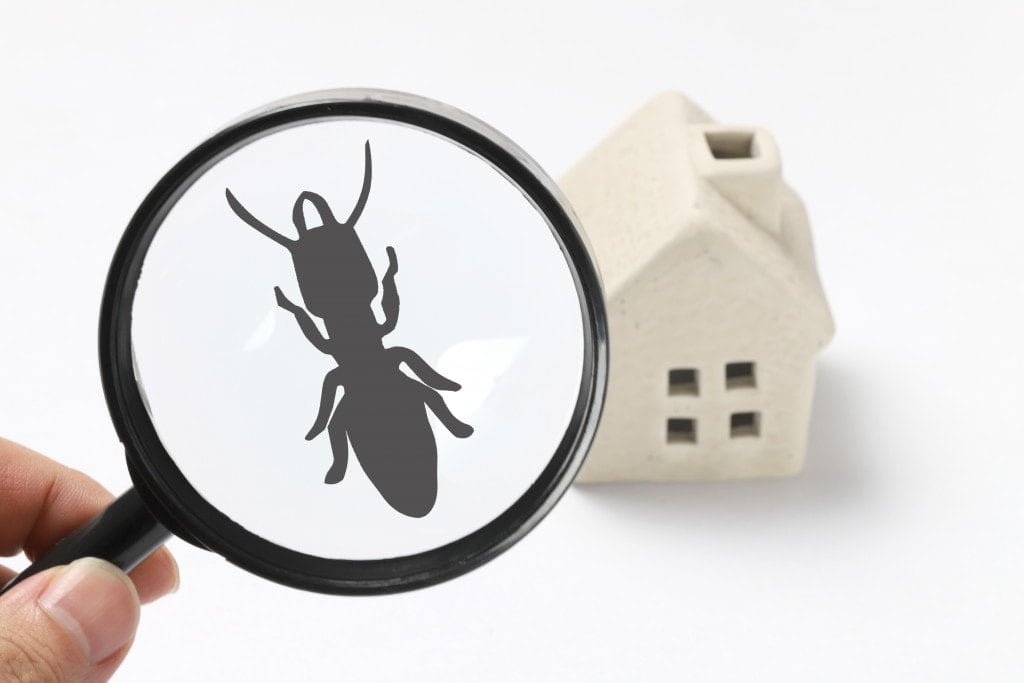 Pest Control 2.0 Innovative Solutions For Pests