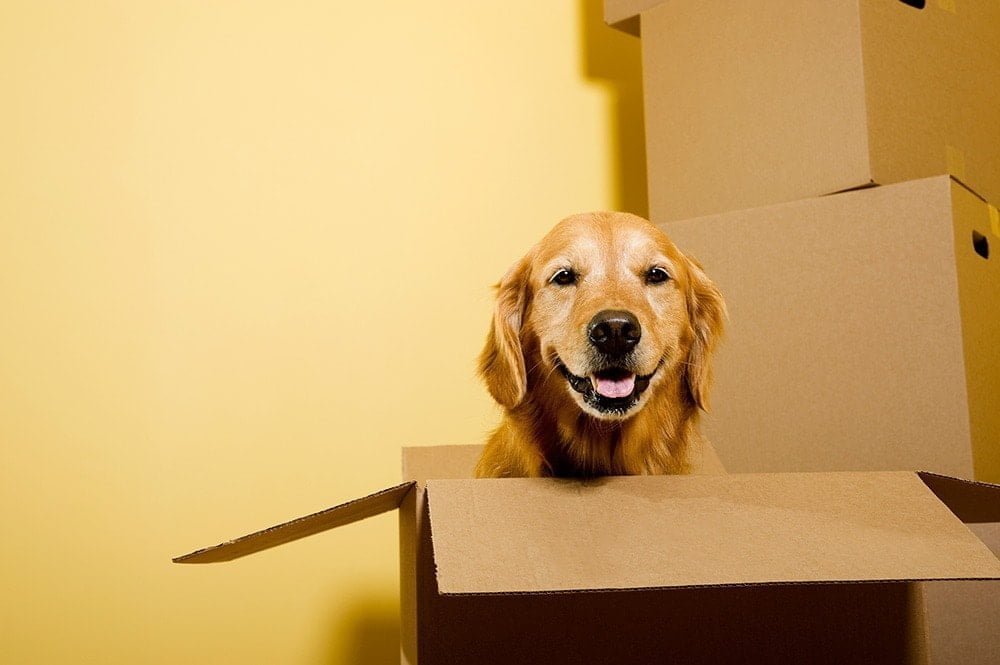 Amazon Pets In Store A New Era For Pet Owners