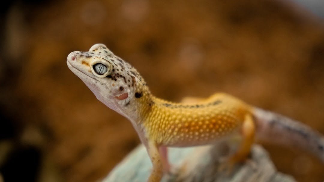 Feeding Leopard Geckos