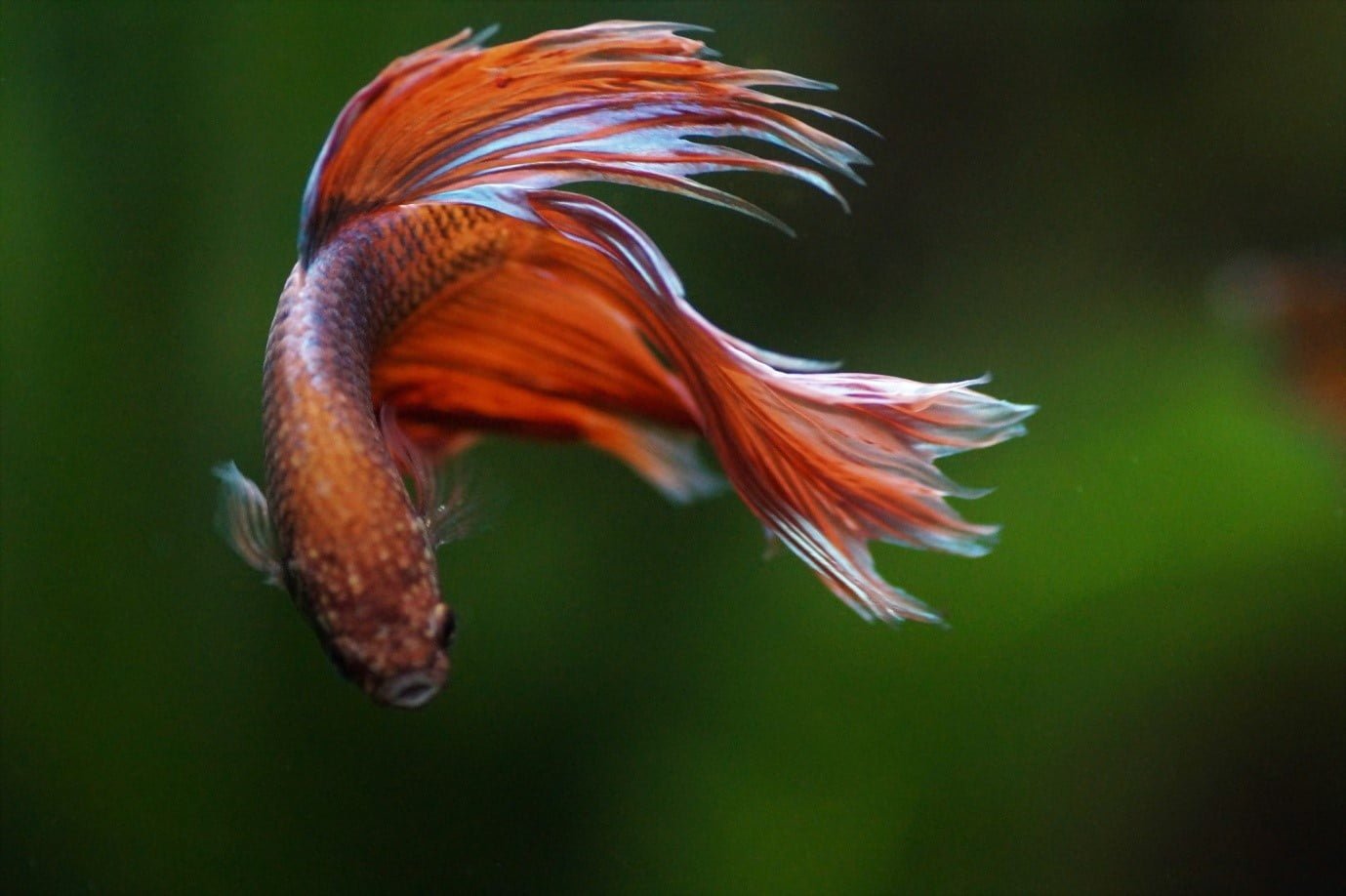 How To Choose The Right Red Fish Species For Your Aquarium
