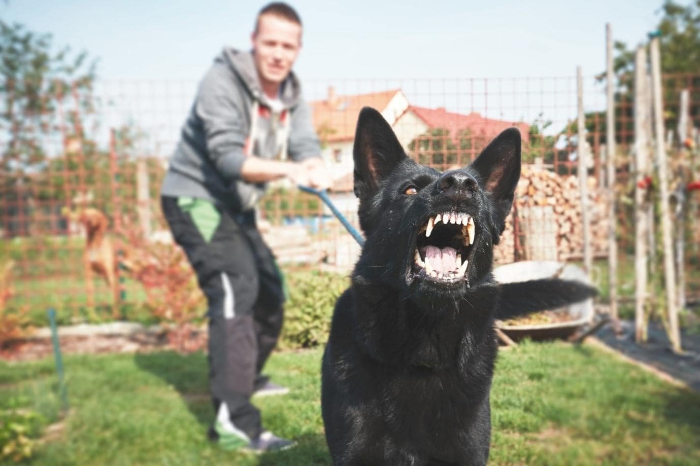 How To File Dog Bite Claims: Everything You Need To Know