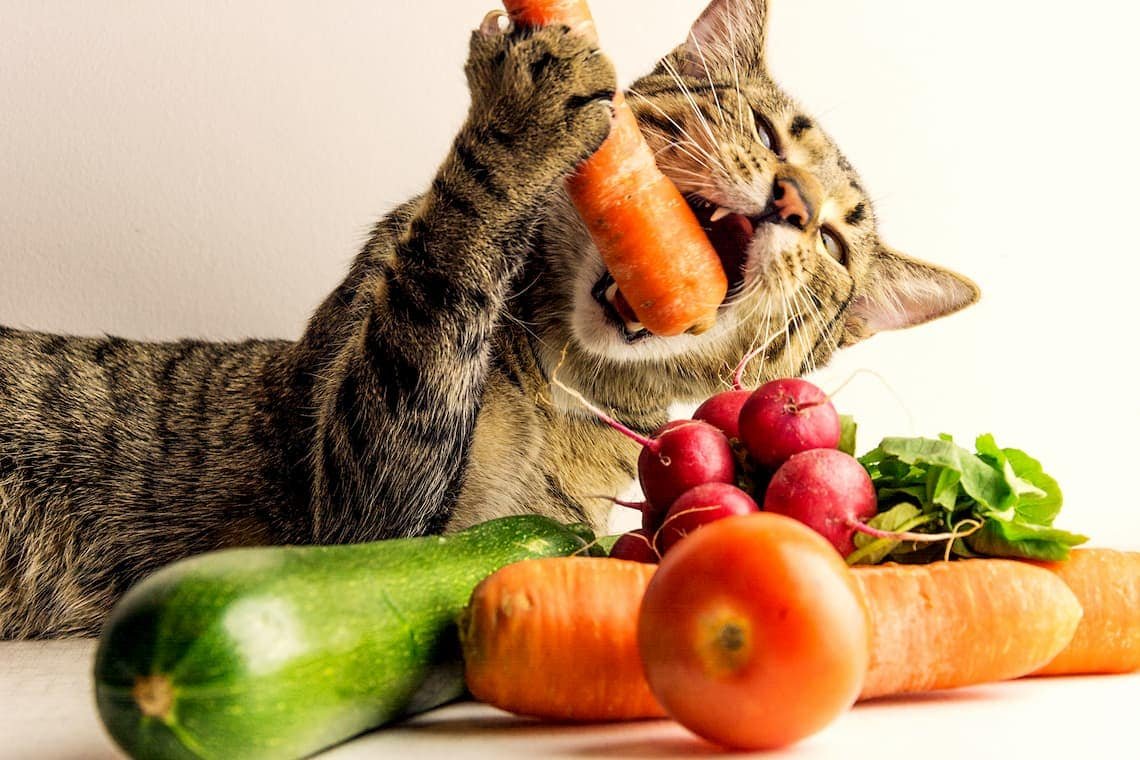 The Rise Of Veganism: Catering To Your Cat'S Dietary Needs With Vegan Food