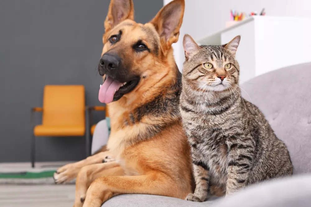 Can Cats Catch Kennel Cough From Dogs