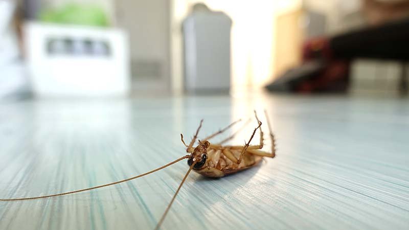 Why Is Pest Control In Maryland Essential For Homeowners And Businesses?
