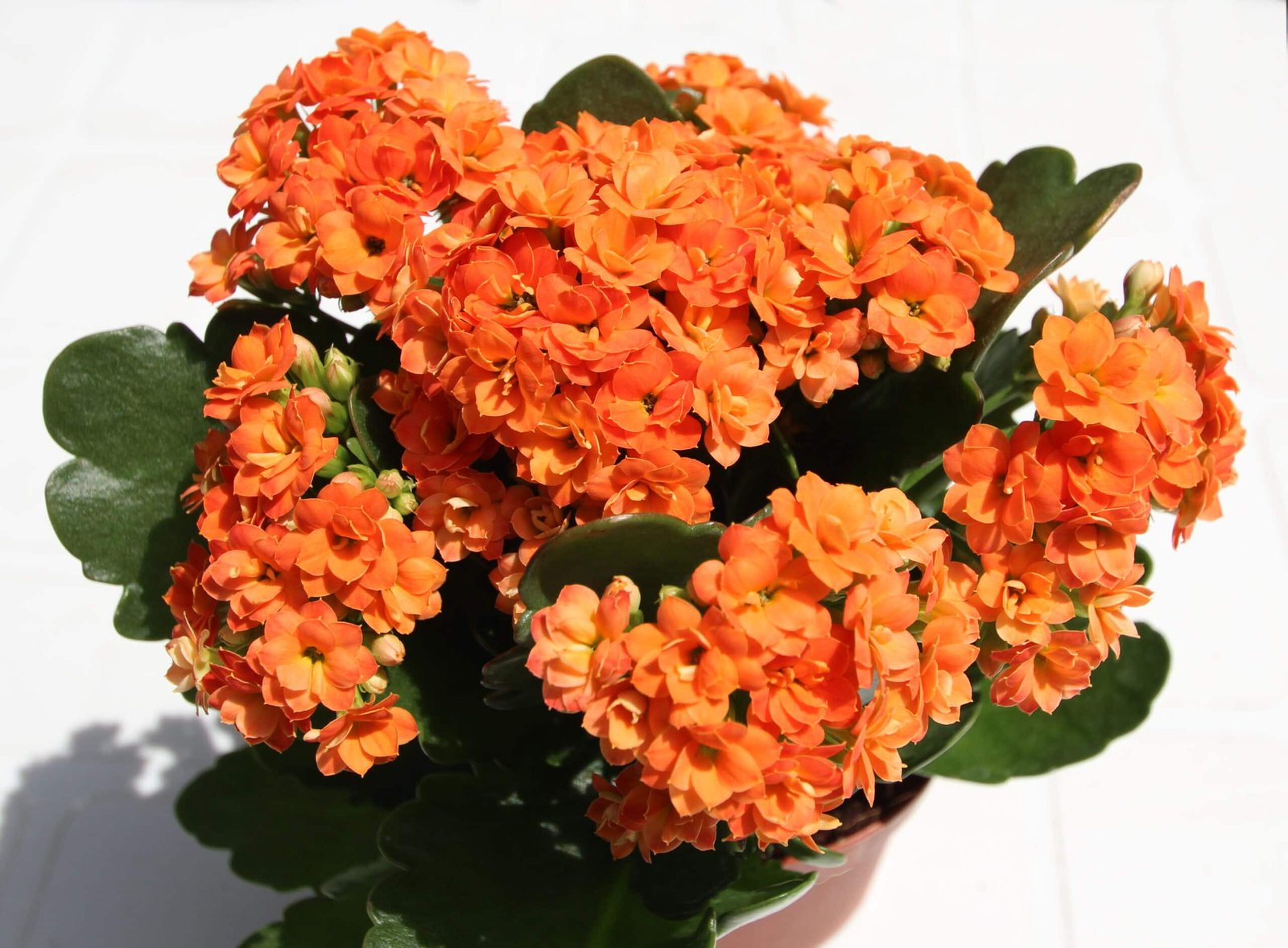 Blooming Kalanchoe Plant In A Decorative Pot.