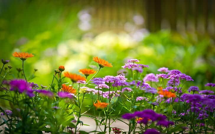 The Garden Of Floral Wallpapers 1