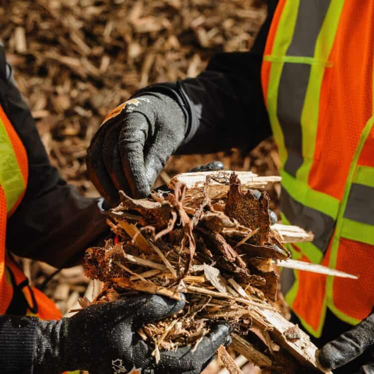 Two people hold feedstock wood chips