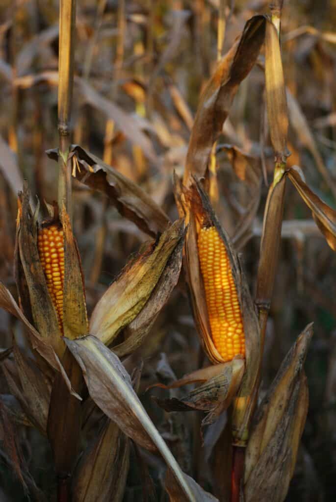 Corn stocks in a field