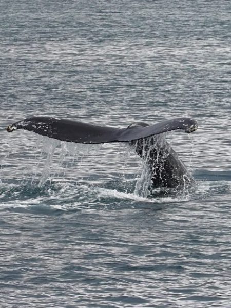 Whale Watching