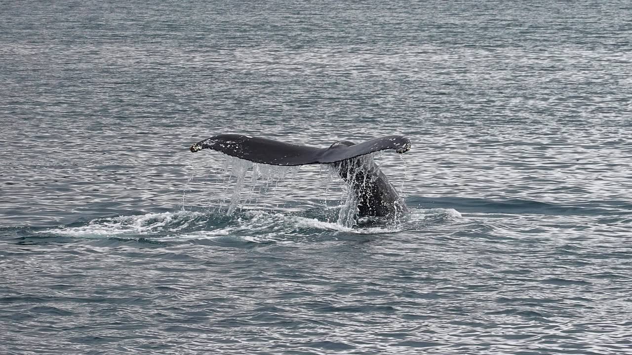 Whale Watching