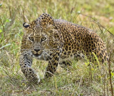 yala_national_park_sri_lanka
