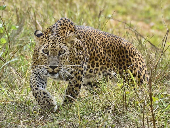 Yala National Park