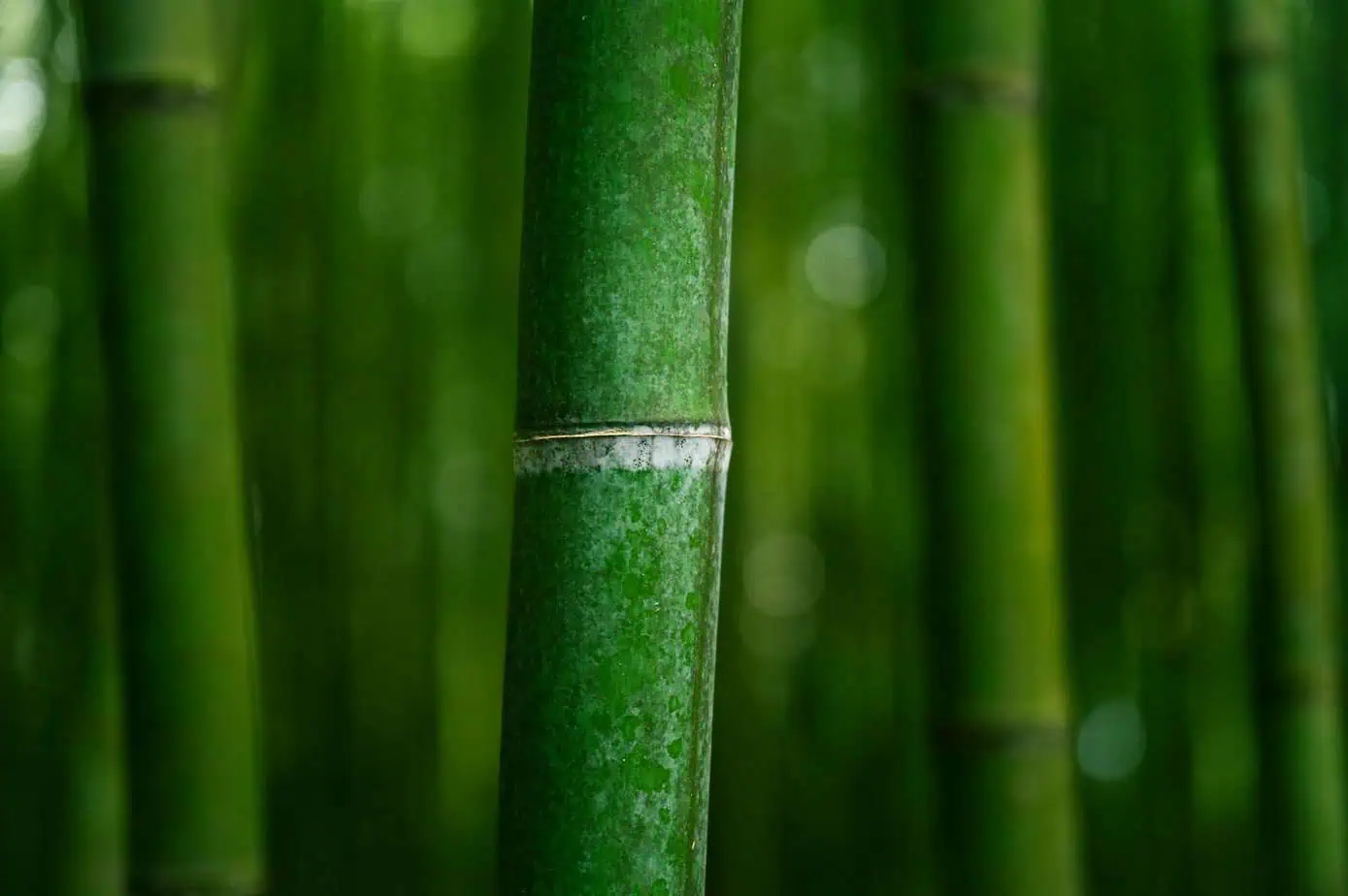 bamboo-green