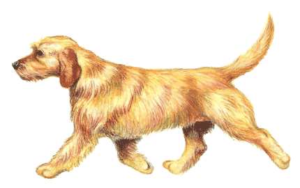 Illustration of Basset Fauve de Bretagne dog.