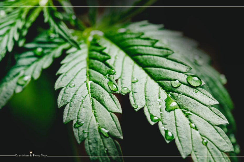 Canapa, Cannabis o Marijuana? la cannabis (o canapa che dir si voglia), è una stessa pianta con molteplici usi produttivi, alimentari, terapeutici e psicoattivi