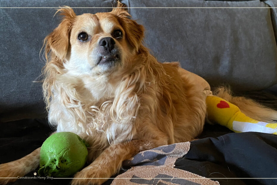 TPLO cane e CBD un valido aiuto contro il dolore post operatorio e infiammazioni