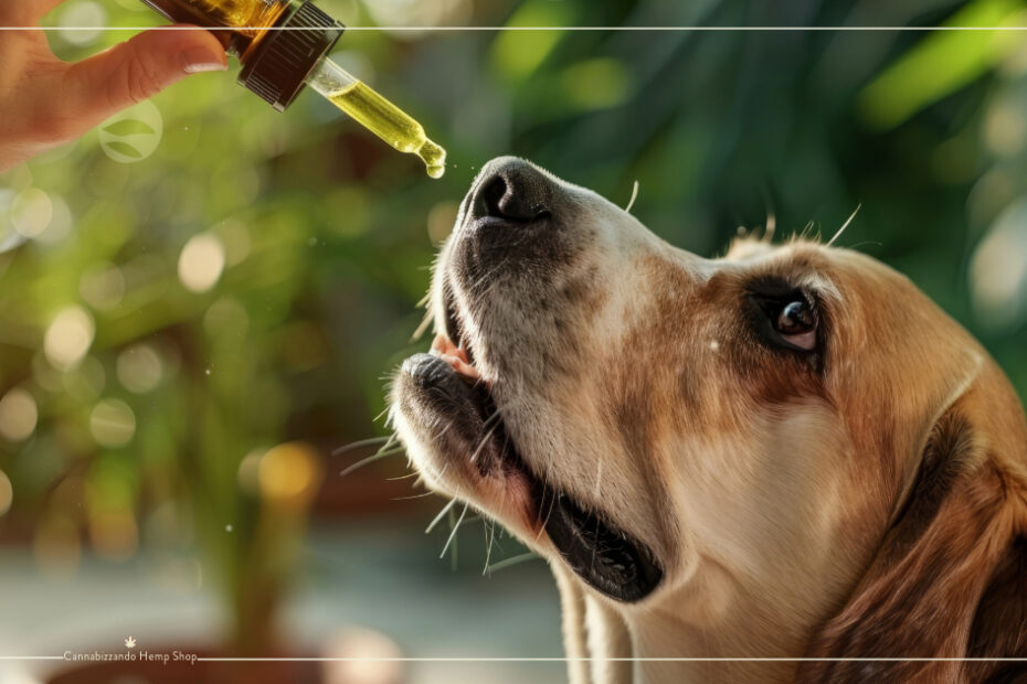 CBD ad uso veterinario un valido aiuto per cani e gatti