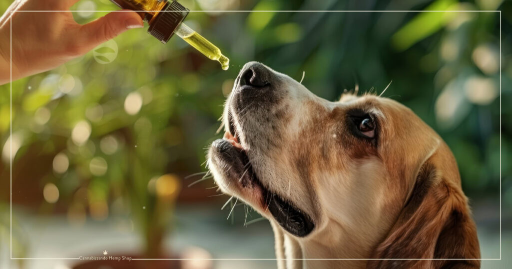 CBD ad uso veterinario: un valido aiuto per cani e gatti