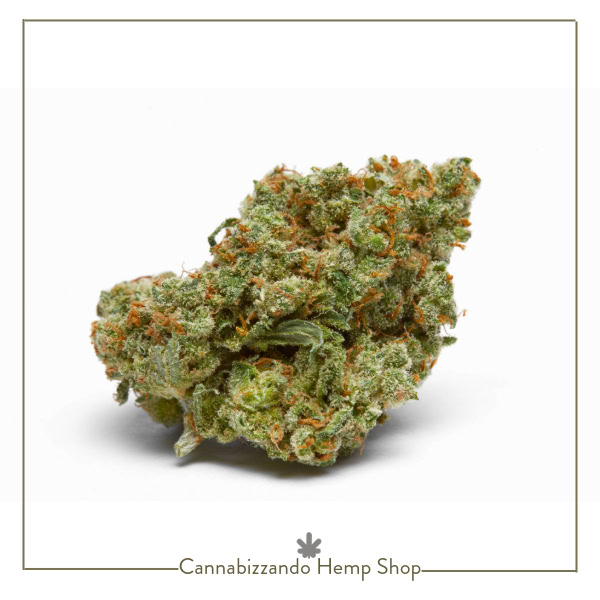Critical Thinker infiorescenza CBD di Cannabis Light (Canapa Sativa L.) - vari formati